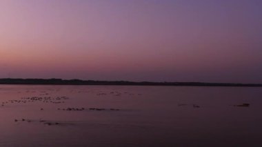 flock of birds in the evening, in the river, nature scenic view 