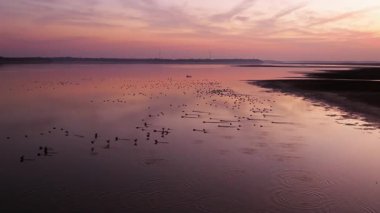Günbatımı nehirde kuşlar akın ediyor. 