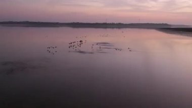 Günbatımı nehirde kuşlar akın ediyor. 