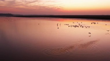 Günbatımı nehirde kuşlar akın ediyor. 
