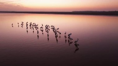 Günbatımı nehirde kuşlar akın ediyor. 