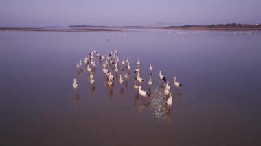 Günbatımı nehirde kuşlar akın ediyor. 