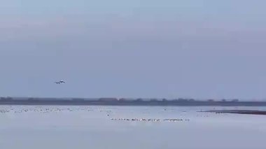 flock of birds in the evening, in the river, nature scenic view 