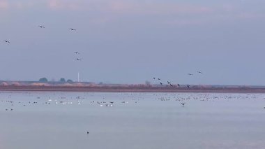 flock of birds in the evening, in the river, nature scenic view 