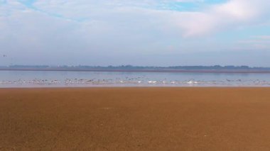flock of birds in the evening, in the river, nature scenic view 