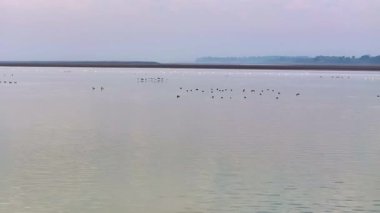 flock of birds in the evening, in the river, nature scenic view 