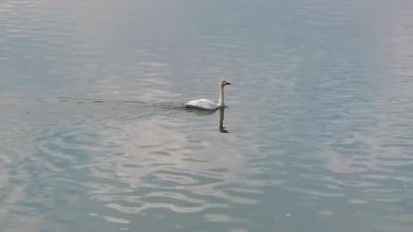 Kuğu göl yüzeyinde yüzüyor.