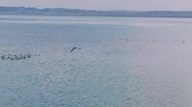 flock of birds in water at the evening 