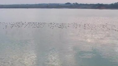 flock of birds in water at the evening 