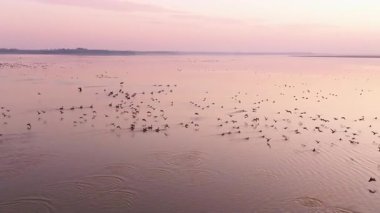 aerial shot of the lake with beautiful sunset and birds flying over 