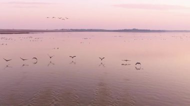 aerial shot of the lake with beautiful sunset and birds flying over 