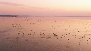flock of birds flying over the lake in sunset light. 