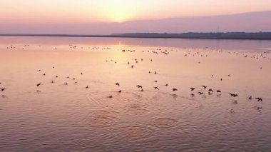 flock of birds flying over the lake in sunset light. 
