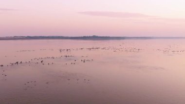 flock of birds flying over the lake in sunset light. 