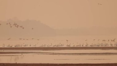 Göl üzerinde uçan kuş sürüsü