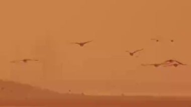 Göl üzerinde uçan kuş sürüsü