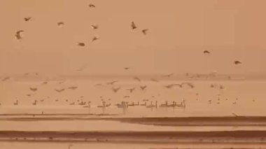 Göl üzerinde uçan kuş sürüsü