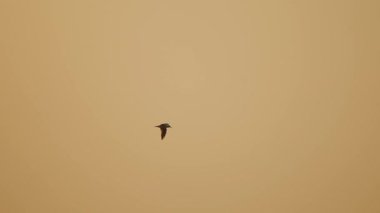 bird flying in the sunset sky above water