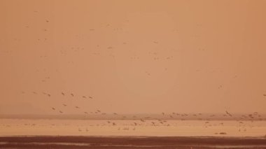 Göl üzerinde uçan kuş sürüsü