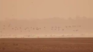 Göl üzerinde uçan kuş sürüsü