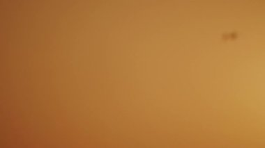 bird flying in the sunset sky above water