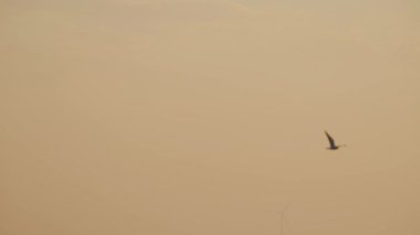 bird flying in the sunset sky above water