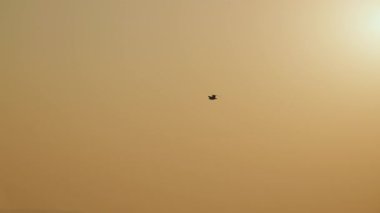 bird flying in the sunset sky above water
