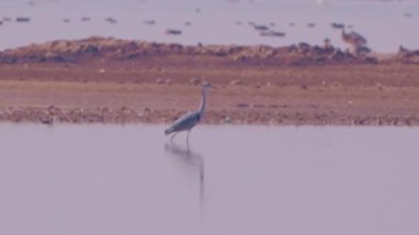 flying bird in the sky at sunset scenic view 