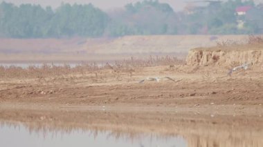 flying bird in the sky at sunset scenic view 