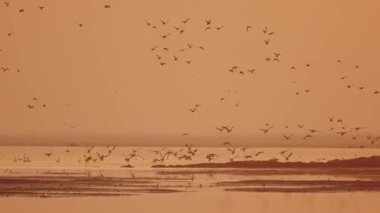 Göl üzerinde uçan kuş sürüsü