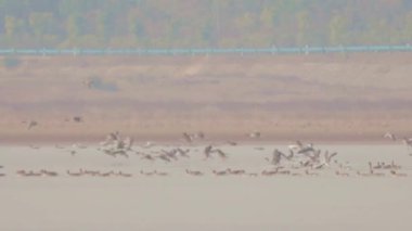 birds flying in the sky over sea nature scenic view 