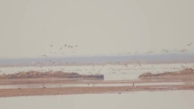 birds flying in the sky over sea nature scenic view 