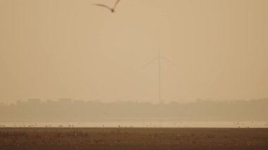 bird flying in the sunset sky above water