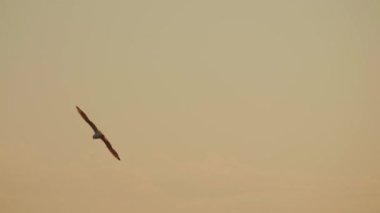 bird flying in the sunset sky above water