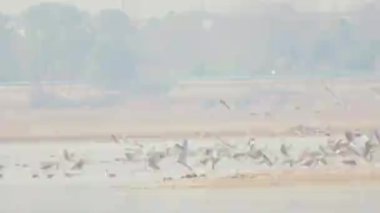 birds flying in the sky over sea nature scenic view 