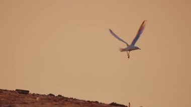 flying bird in the sky at sunset scenic view 