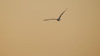 flying bird in the sky at sunset scenic view 