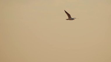 flying bird in the sky at sunset scenic view 