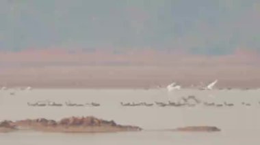 birds flying in the sky over sea nature scenic view 