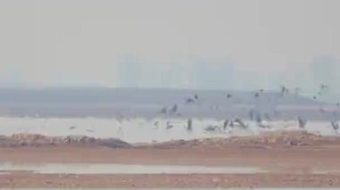 birds flying in the sky over sea nature scenic view 