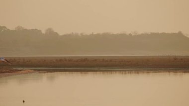 flying bird in the sky at sunset scenic view 