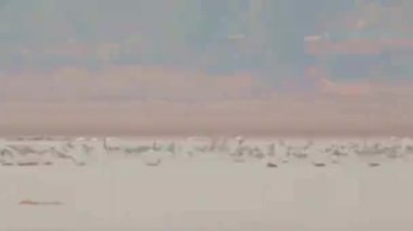 birds flying in the sky over sea nature scenic view 