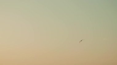 flying bird in the sky at sunset scenic view 