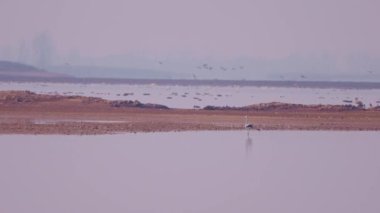 birds flying in the sky over sea nature scenic view 