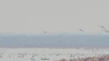 birds flying in the sky over sea nature scenic view 