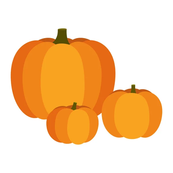Állítsa narancssárga nagy és smoll sütőtök. Őszi halloween tök, növényi grafikai nyomtatás. Vektoros illusztráció izolált fehér háttér — Stock Vector
