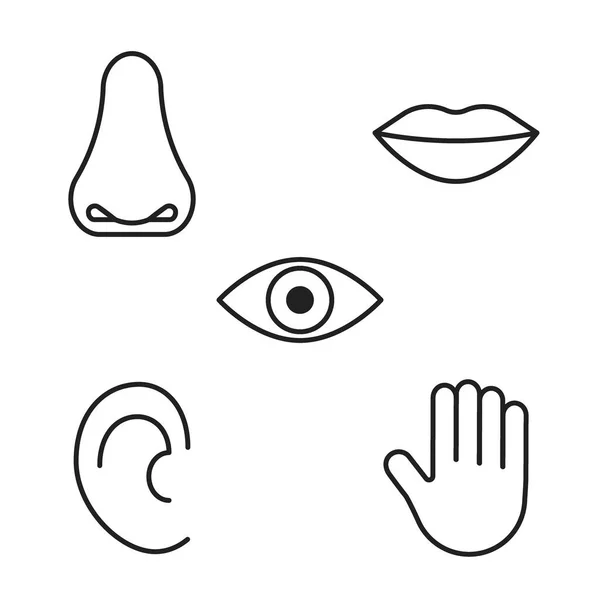 Icono de cinco sentidos humanos, visión, olfato, gusto, oído, tacto. Signo de línea ojo, nariz, boca, oído, mano. Trazo de contorno negro editable. Ilustración vectorial — Archivo Imágenes Vectoriales