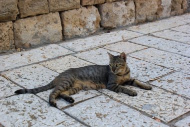 şirin kedi açık havada bakış
