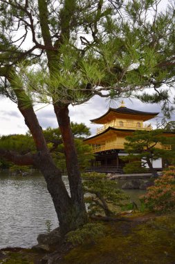 Zen Budist Tapınağı Kinkaku-ji çarpık çam ormanları arasında parıldayan altın katlarıyla Japonya 'nın Kyoto Gölü' ne yansıyor.