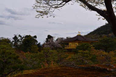 Budist Tapınağı Kinkaku-ji eğri büğrü çam ormanları arasında pırıl pırıl altın katlar, Kyoto, Japonya